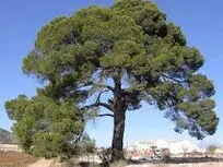 Tala y poda en altura de árboles en Toledo Tala y poda en altura de árboles en Toledo