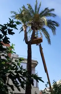 Tala y poda en altura en toledo, provincia y municipios